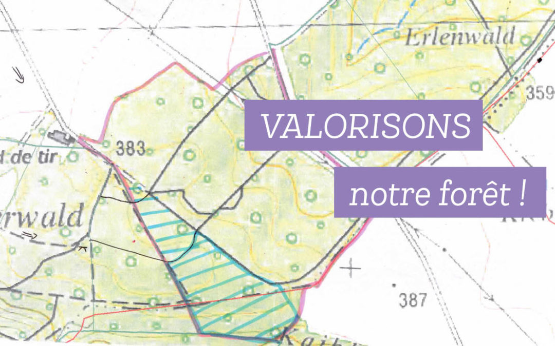 Travaux forestiers aux abords du parcours Vita