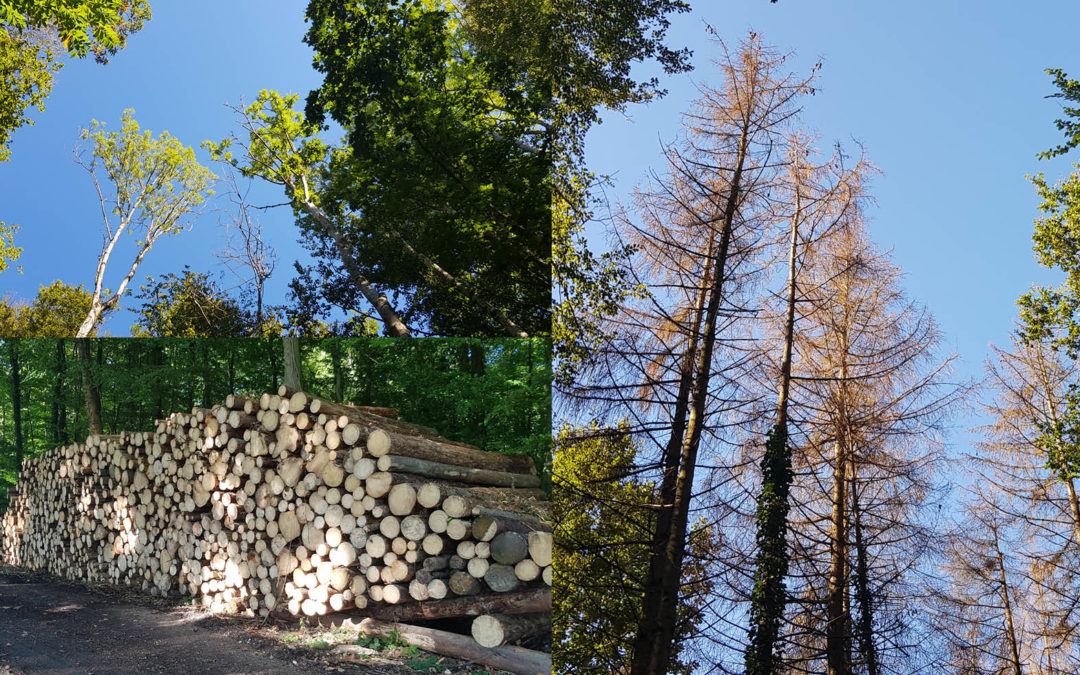 Canicule, sécheresse, hiver doux : zoom sur la santé de notre forêt