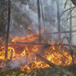 Feux de forêt : Ayons les bons réflexes