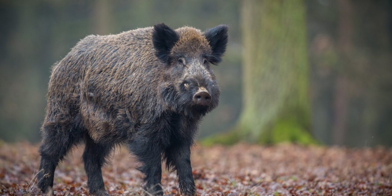 La peste porcine africaine se rapproche des frontières françaises