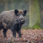 La peste porcine africaine se rapproche des frontières françaises