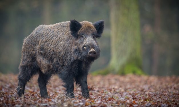 La peste porcine africaine se rapproche des frontières françaises