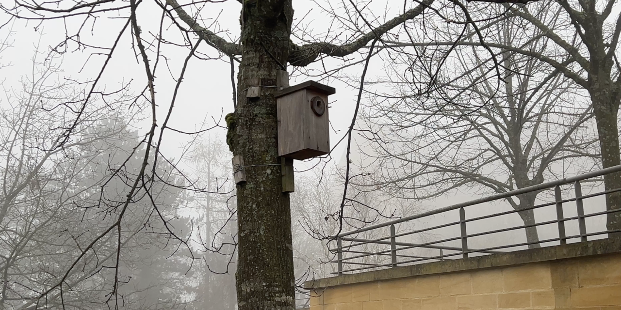 Nettoyage des nichoirs : une action en faveur de la biodiversité à Altkirch