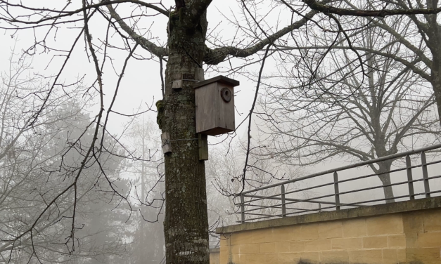 Nettoyage des nichoirs : une action en faveur de la biodiversité à Altkirch