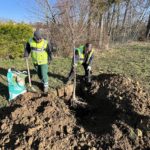 Altkirch renforce son verger communal avec de nouvelles plantations