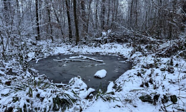 Rénovation et extension de la mare forestière dans la Forêt du Vita