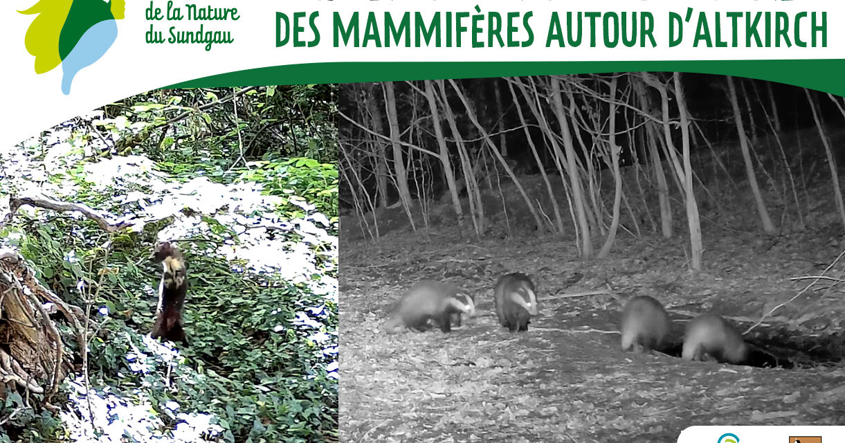> MAR 17 NOVEMBRE : Conférence – La vie secrète des mammifères autour d&rsquo;Altkirch