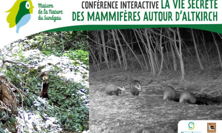 > MAR 17 NOVEMBRE : Conférence – La vie secrète des mammifères autour d&rsquo;Altkirch
